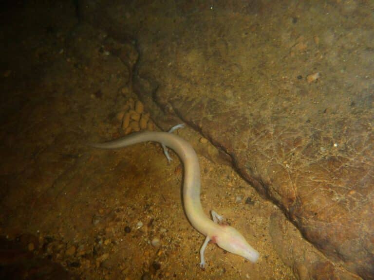 proteus anguinus
