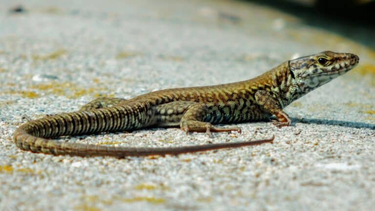Podarcis muralis near Entella river 159 Podarcis muralis near Entella river 159 Lazarus Lizard