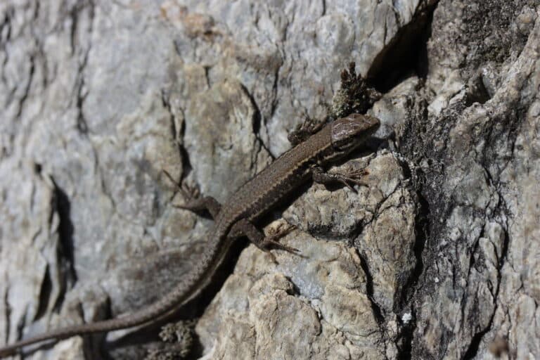 Common Wall Lizard – Podarcis muralis Common Wall Lizard – Podarcis muralis