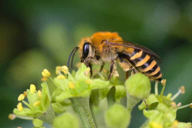 colletes hederae (49312085321)