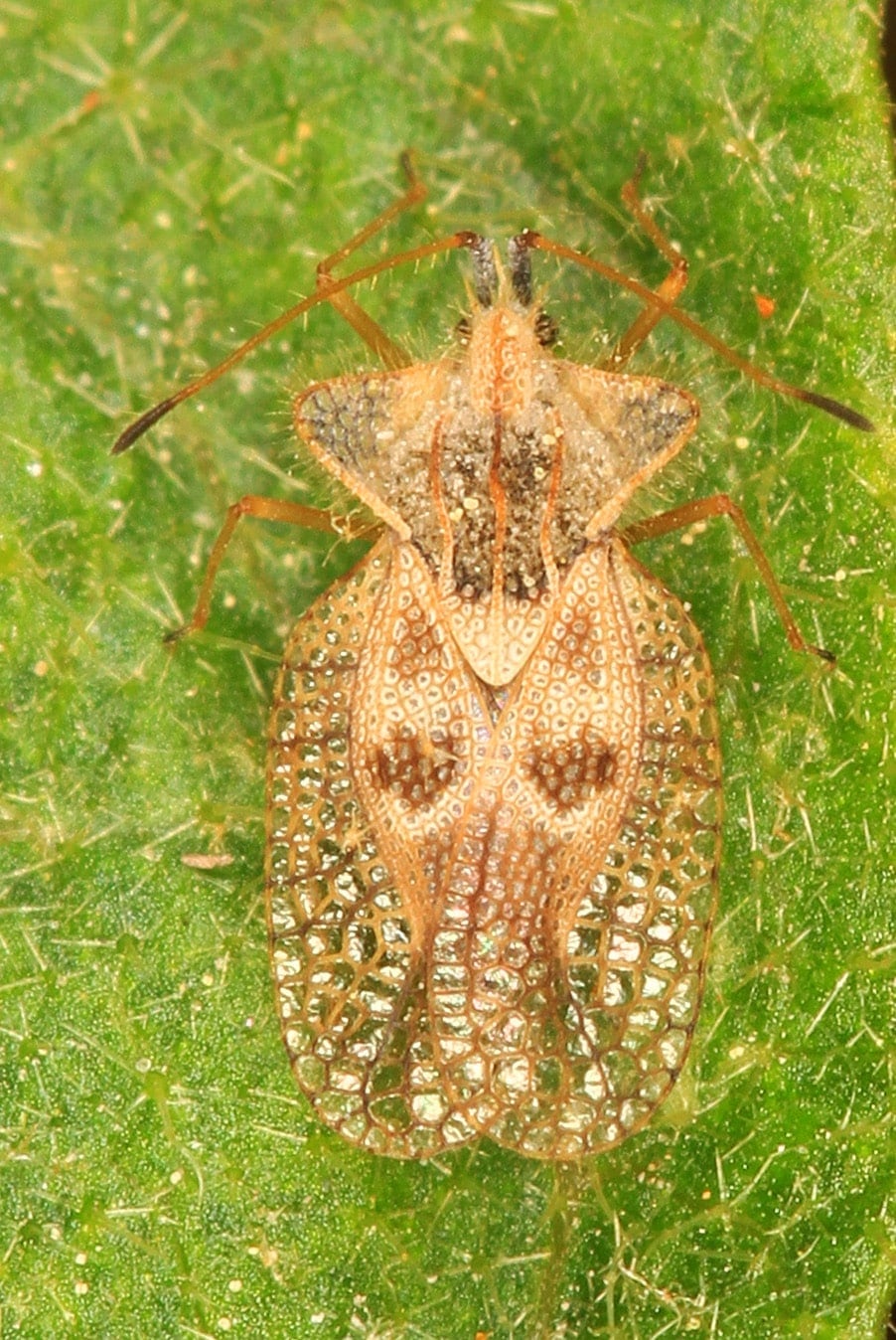 Eggplant Lace Bug – Gargaphia solani, Pickering Creek Audubon Center, Easton, Maryland Eggplant Lace Bug – Gargaphia solani, Pickering Creek Audubon Center, Easton, Maryland