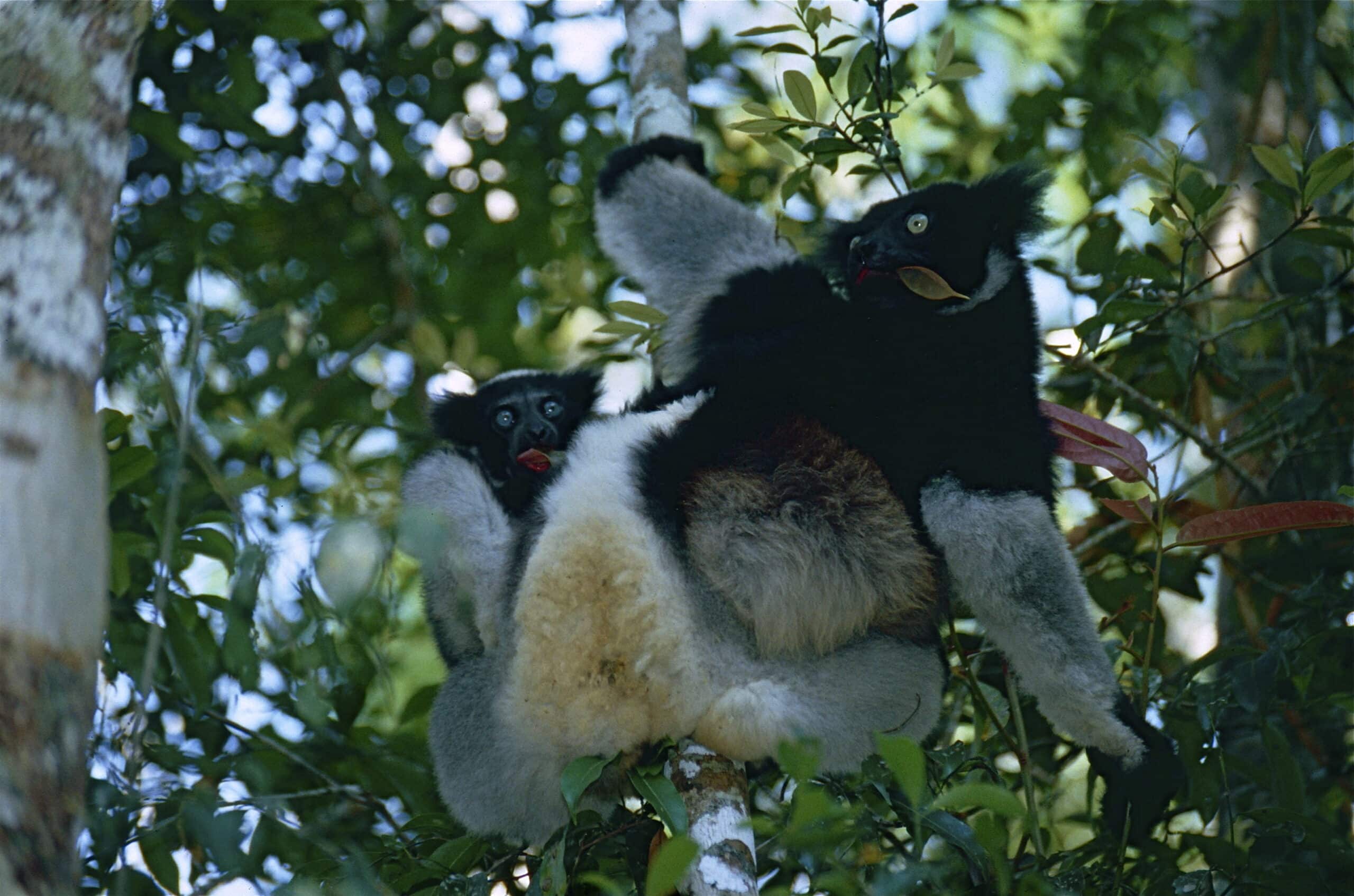 file:indris (indri indri) female with young (9641298189).jpg