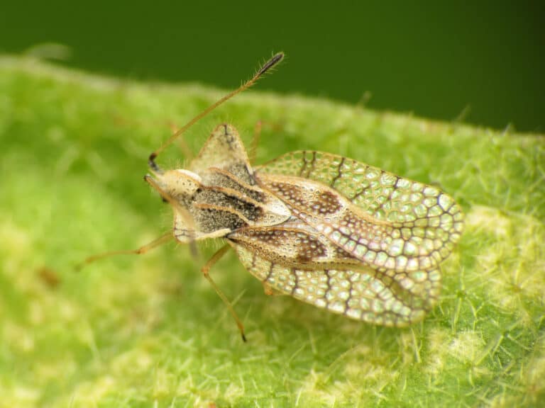Eggplant Lace Bug (28739523471) Eggplant Lace Bug (28739523471) Lace Bug