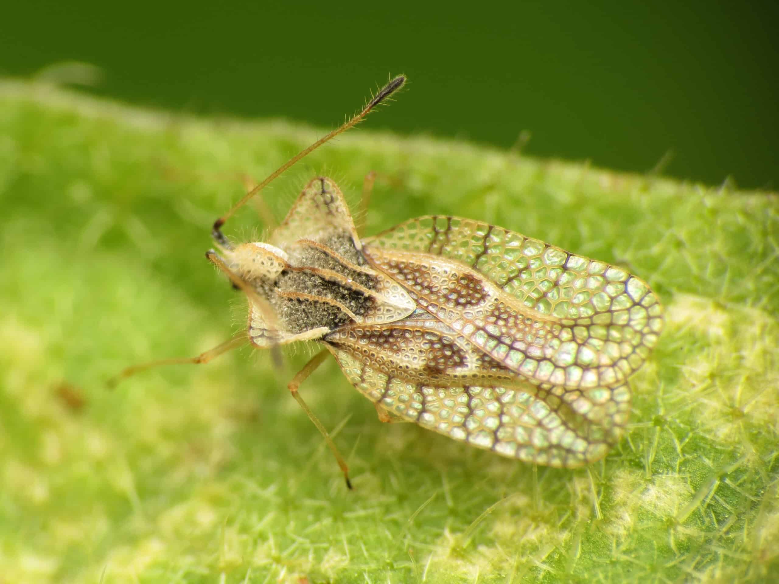 Eggplant Lace Bug (28739523471) Eggplant Lace Bug (28739523471) Lace Bug