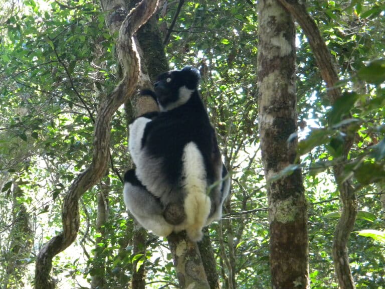 indri indri 003