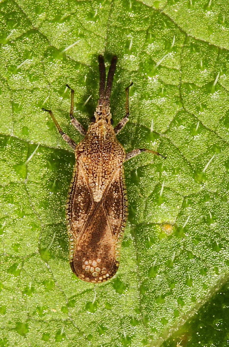 Lantana Lace Bug – Teleonemia scrupulosa, Sapelo Island, Georgia Lantana Lace Bug – Teleonemia scrupulosa, Sapelo Island, Georgia