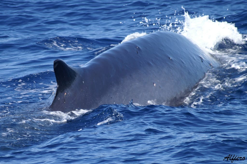 balaenoptera physalus balaenoptera physalus