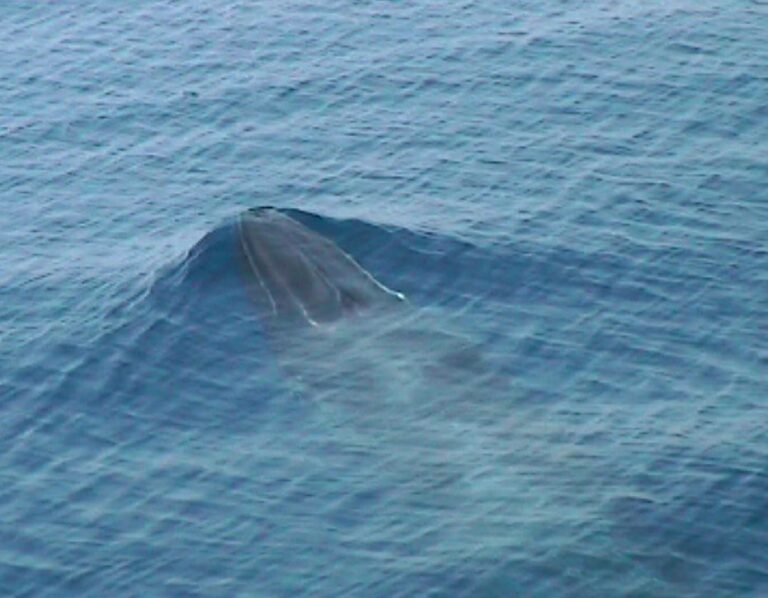 whales emersione (balenottera comune balaenoptera physalus) whales emersione (balenottera comune balaenoptera physalus)