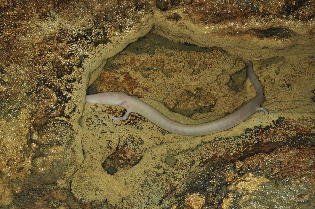 proteus anguinus