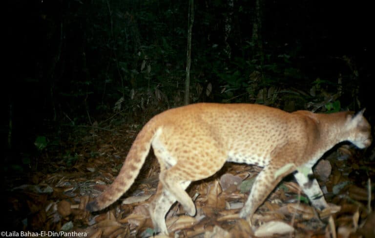Side view of a reddish-brown hued African golden cat