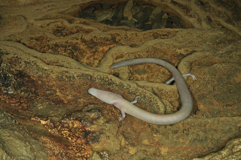 proteus anguinus