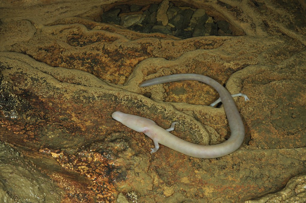 proteus anguinus