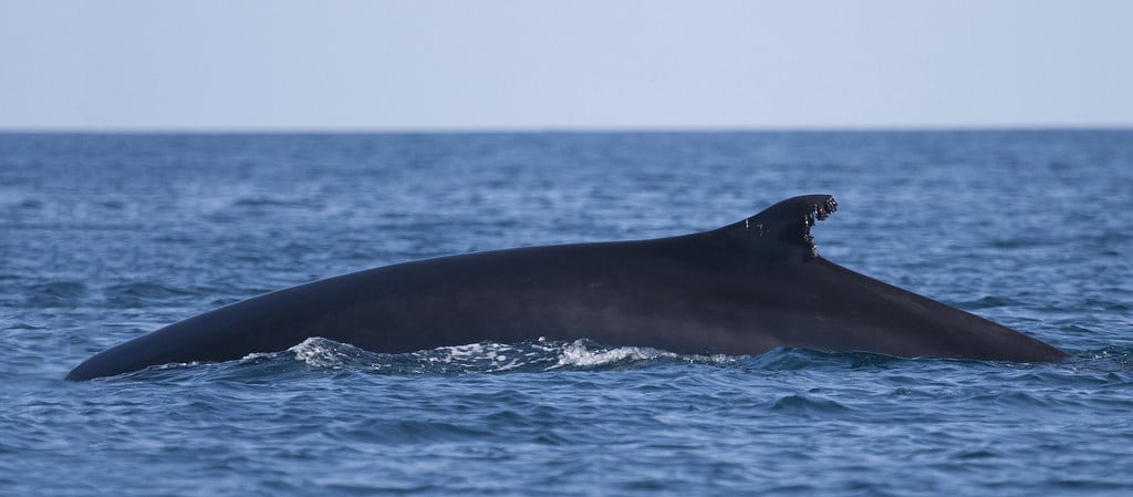 fin whale (balaenoptera physalus) fin whale (balaenoptera physalus)