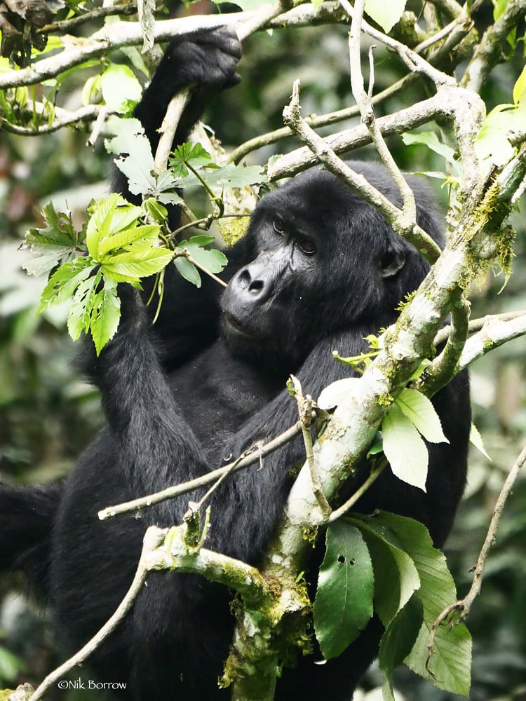 Eastern Gorilla Gorilla beringei Eastern Gorilla Gorilla beringei