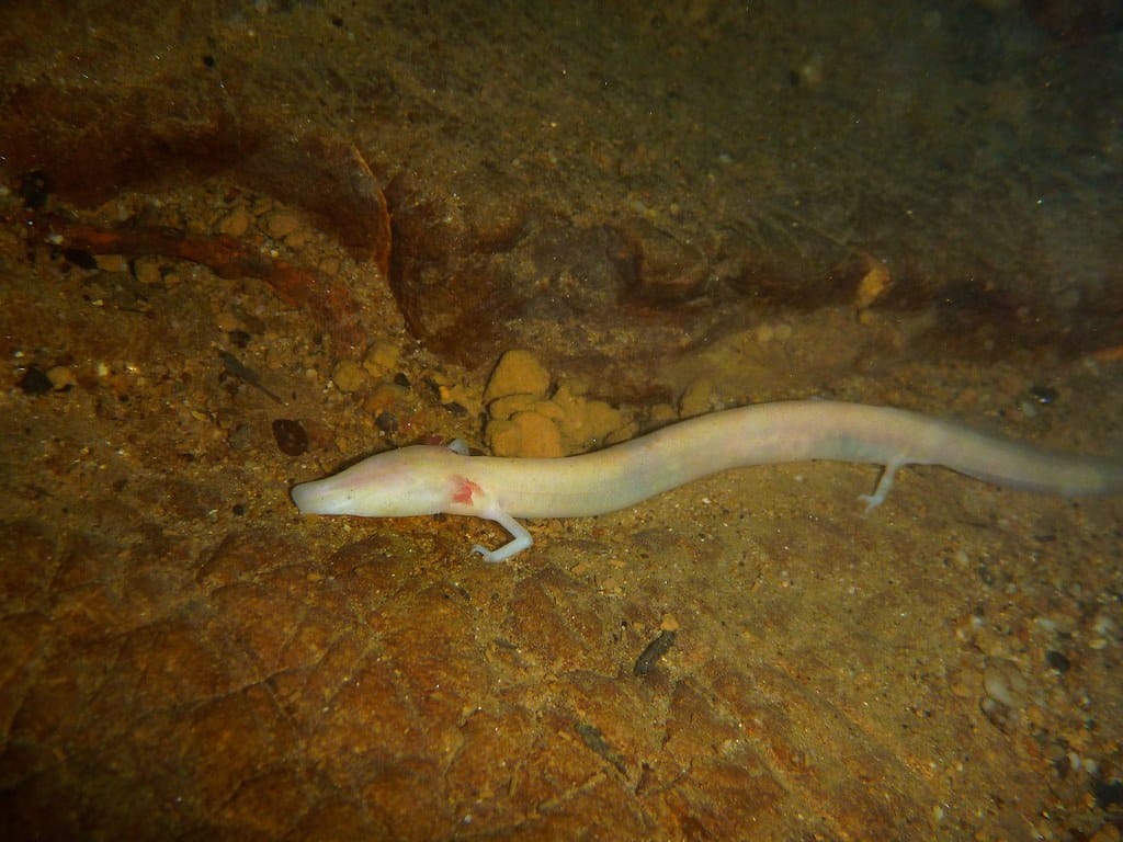 proteus anguinus