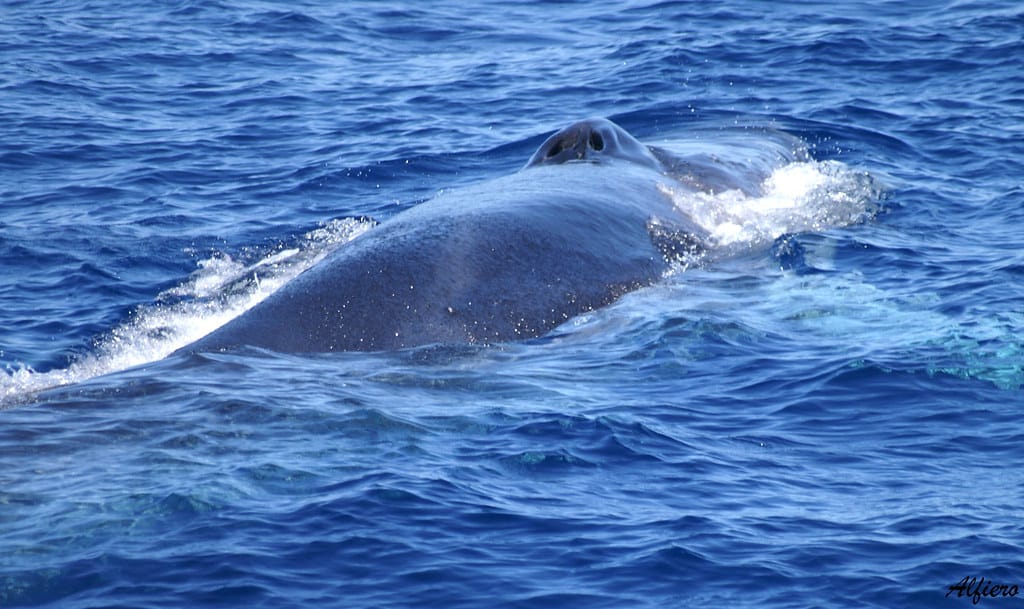 balaenoptera physalus balaenoptera physalus