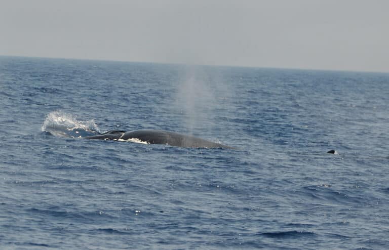 balaenoptera physalus balaenoptera physalus