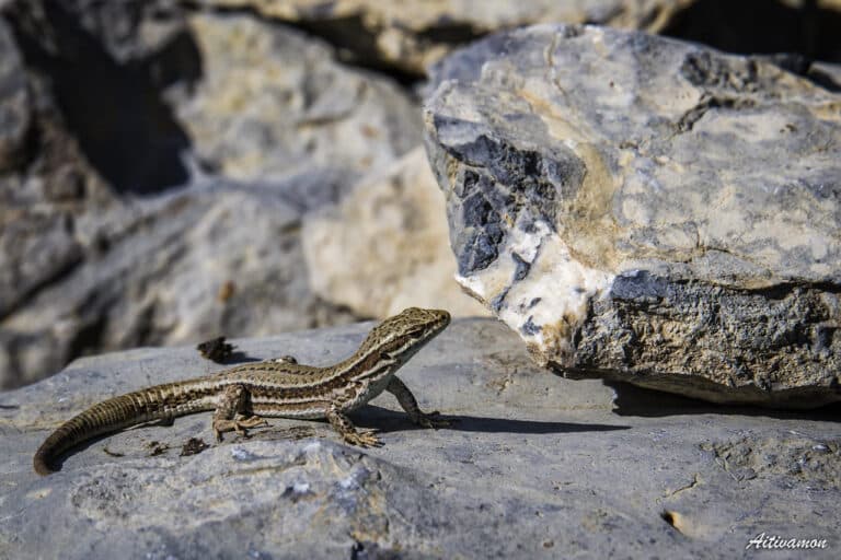 lagartija roquera al sol (Podarcis muralis) lagartija roquera al sol (Podarcis muralis)
