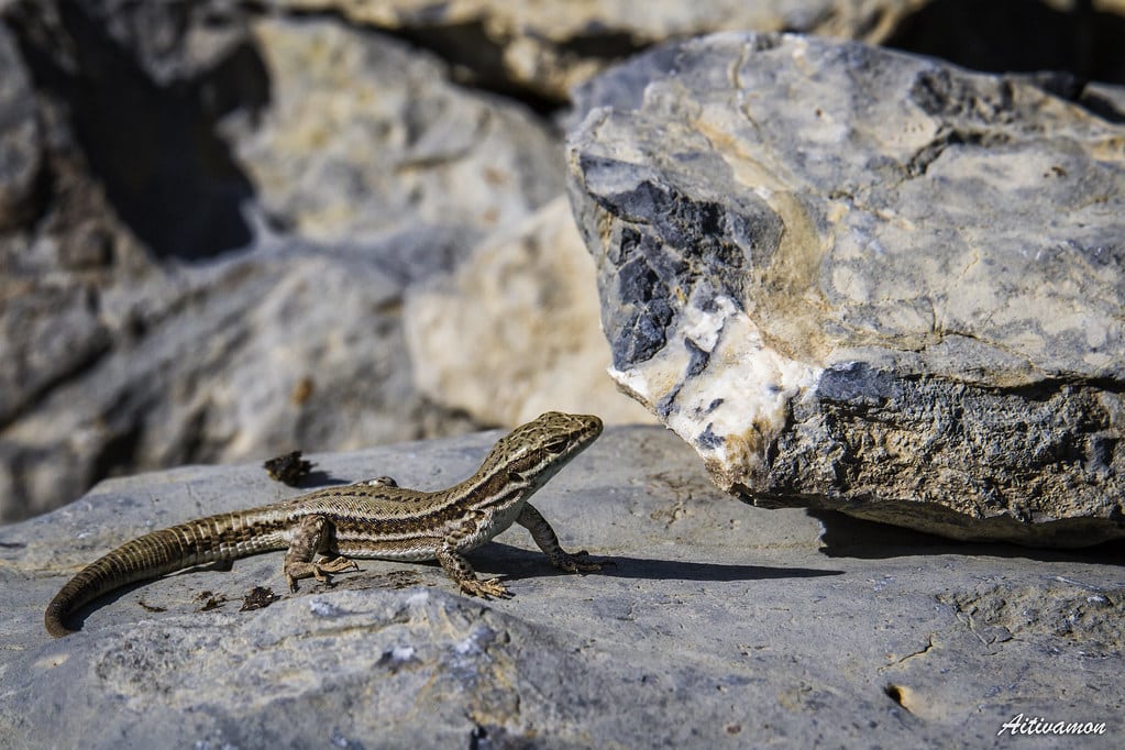 lagartija roquera al sol (Podarcis muralis) lagartija roquera al sol (Podarcis muralis)