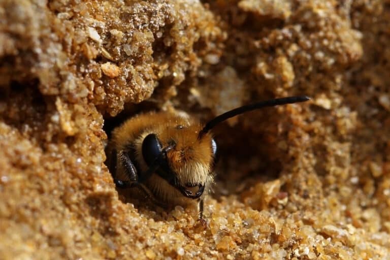 file:ivy bee (colletes hederae) male head.jpg
