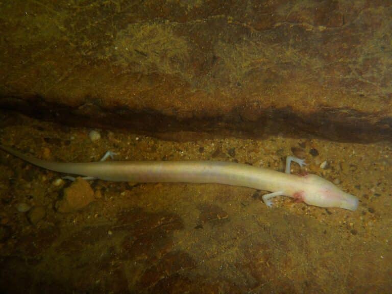 proteus anguinus