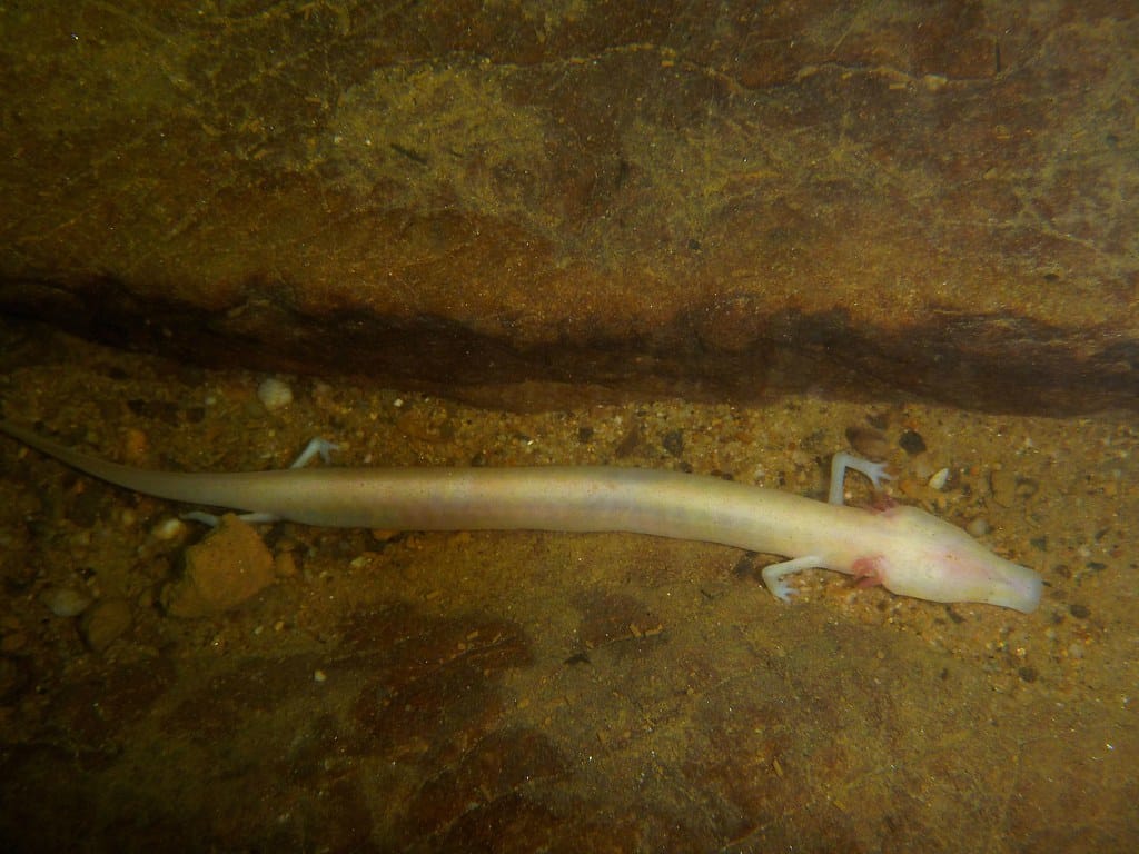 proteus anguinus