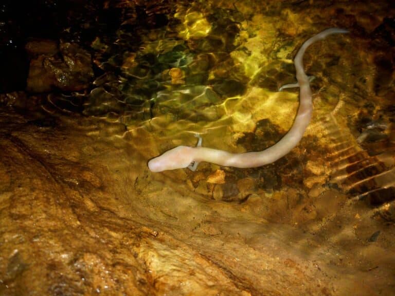 proteus anguinus