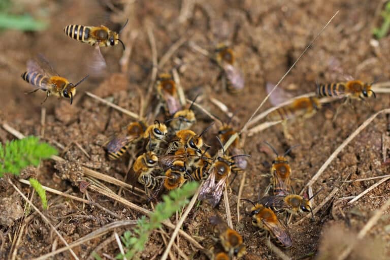 file:ivy bees (colletes hederae) males, mating cluster.jpg