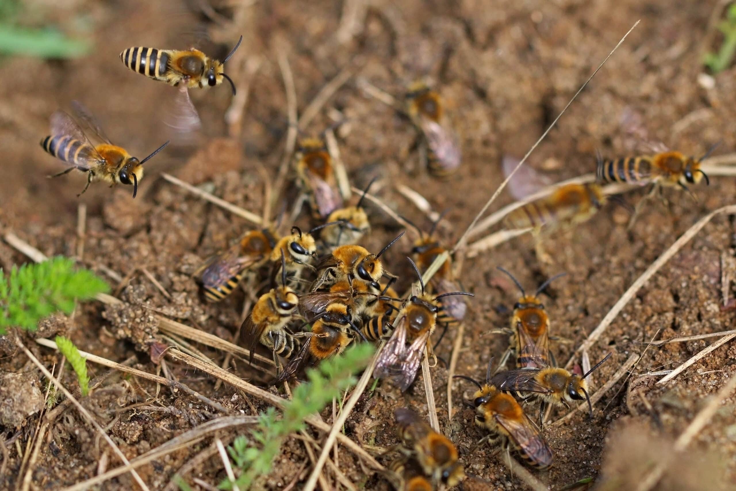 file:ivy bees (colletes hederae) males, mating cluster.jpg