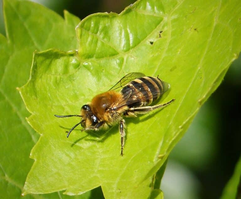 colletes hederae. ivy bee (36999622456)