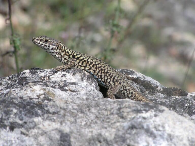 Common Wall Lizard (Podarcis muralis) Common Wall Lizard (Podarcis muralis)