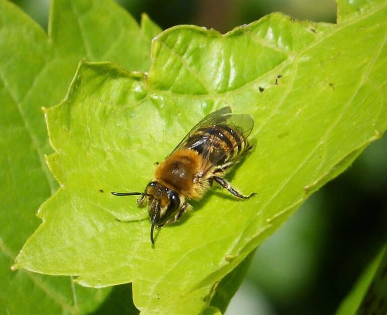 colletes hederae. ivy bee (37189566825)