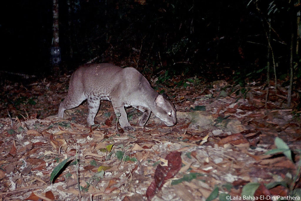 Camera trap image of an African golden cat