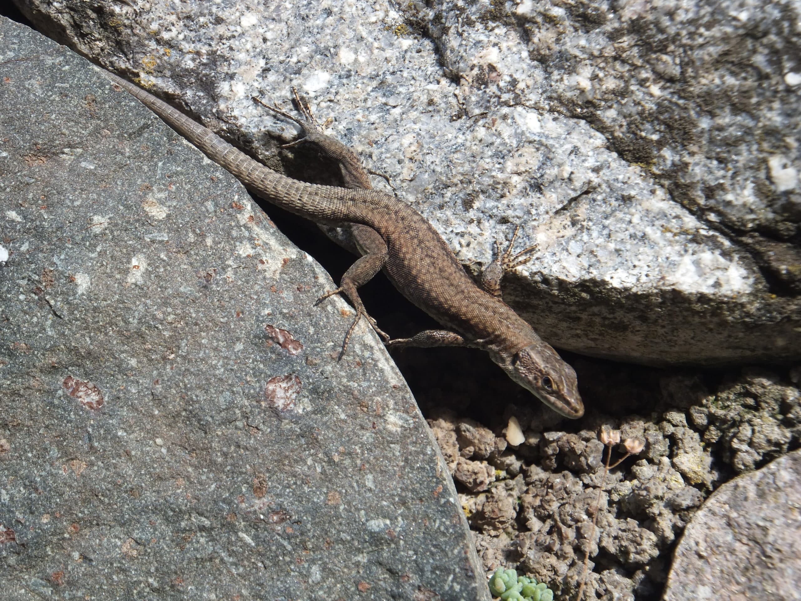 Podarcis muralis Cantilaga Podarcis muralis Cantilaga