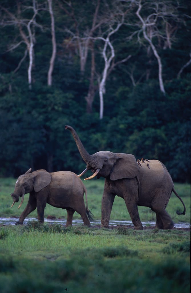 Loxodonta cyclotis Loxodonta cyclotis