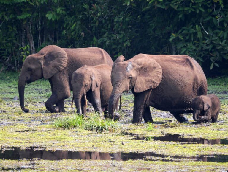 Loxodonta cyclotis 3970045 Loxodonta cyclotis 3970045 African Forest Elephant