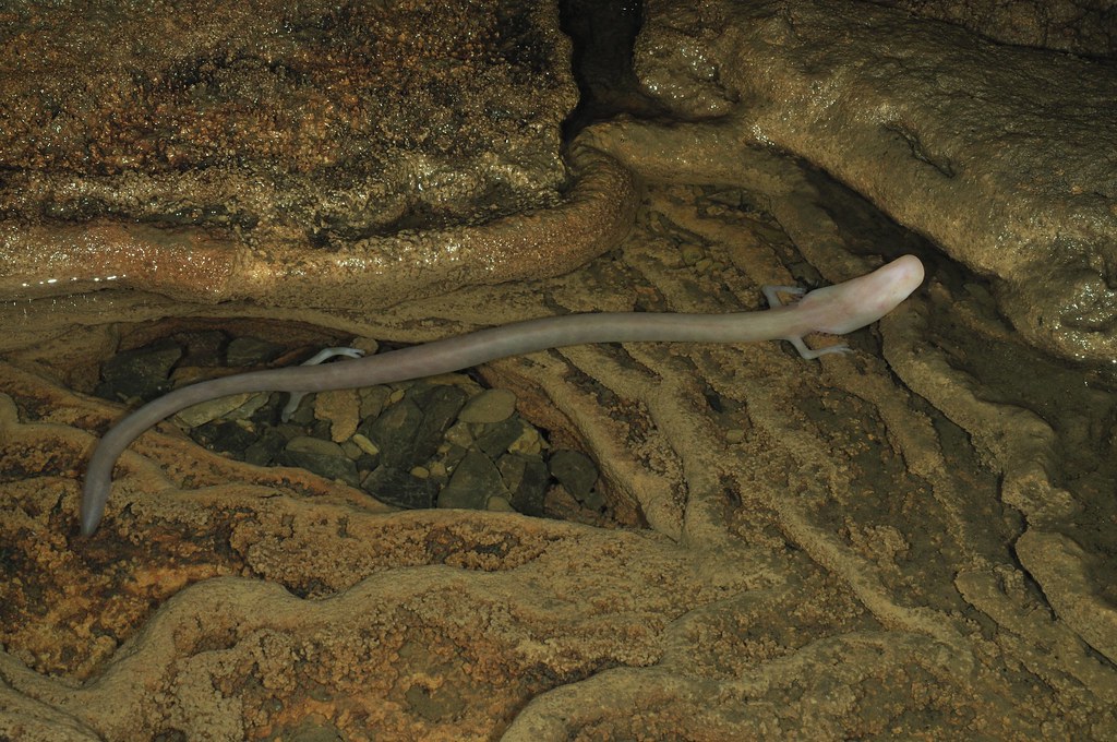 proteus anguinus
