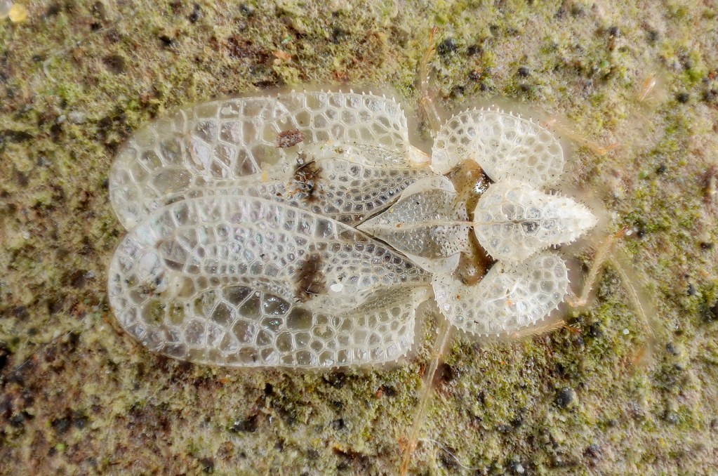 Sycamore Lace Bug Sycamore Lace Bug