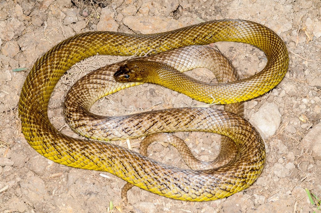 inland taipan oxyuranus microlepidotus inland taipan oxyuranus microlepidotus