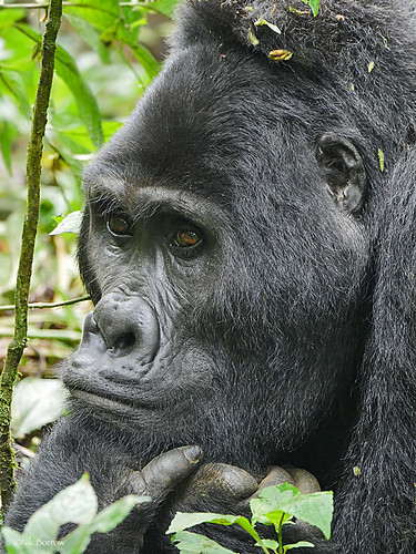 Eastern Gorilla Gorilla beringei Eastern Gorilla Gorilla beringei