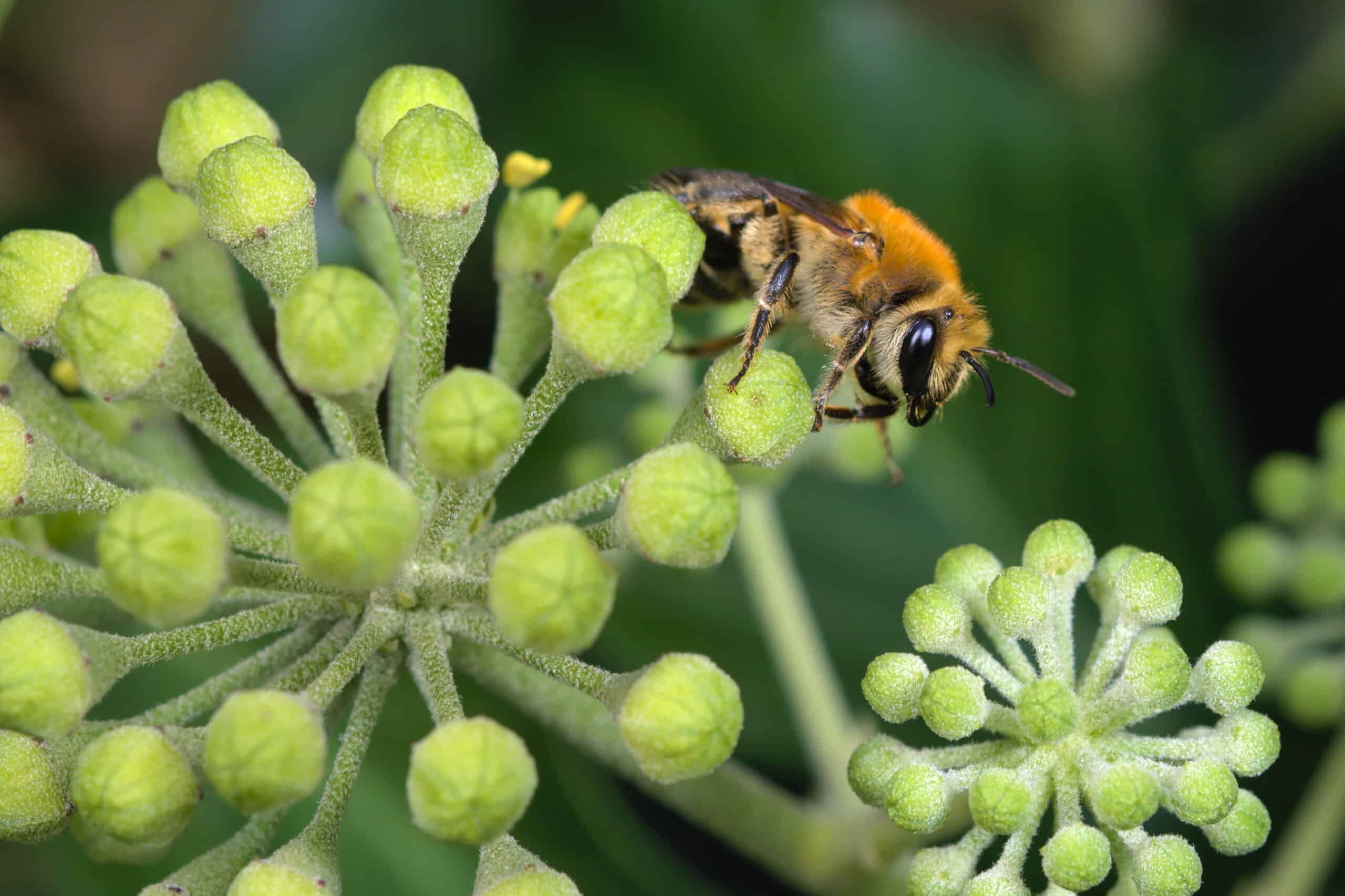colletes hederae (49312085696)  Ivy Bee