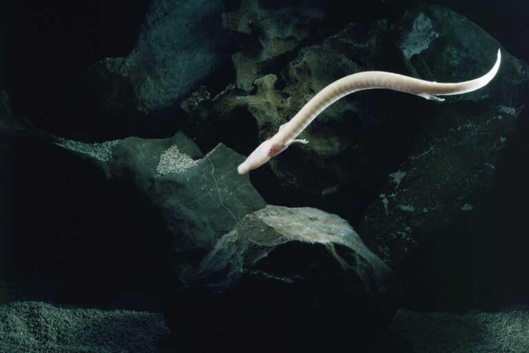 p anguinus1 Olm