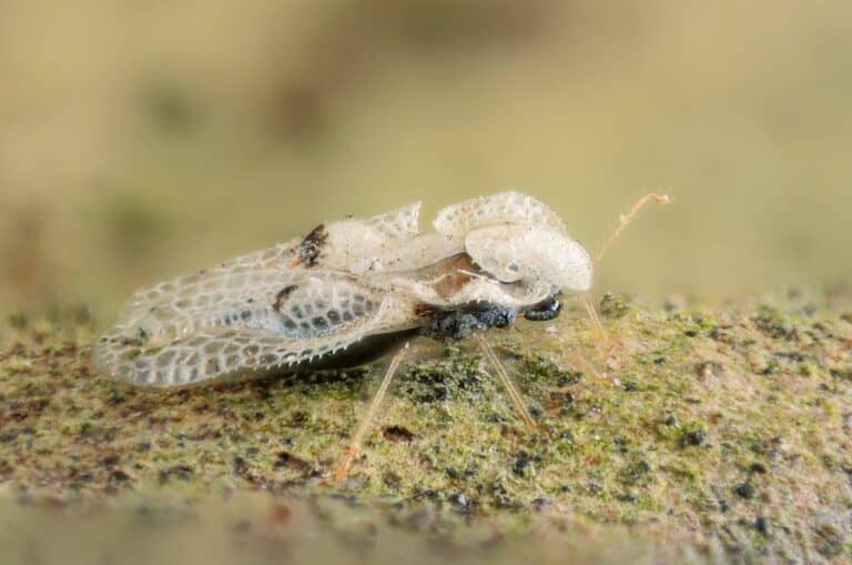 Sycamore Lace Bug Sycamore Lace Bug