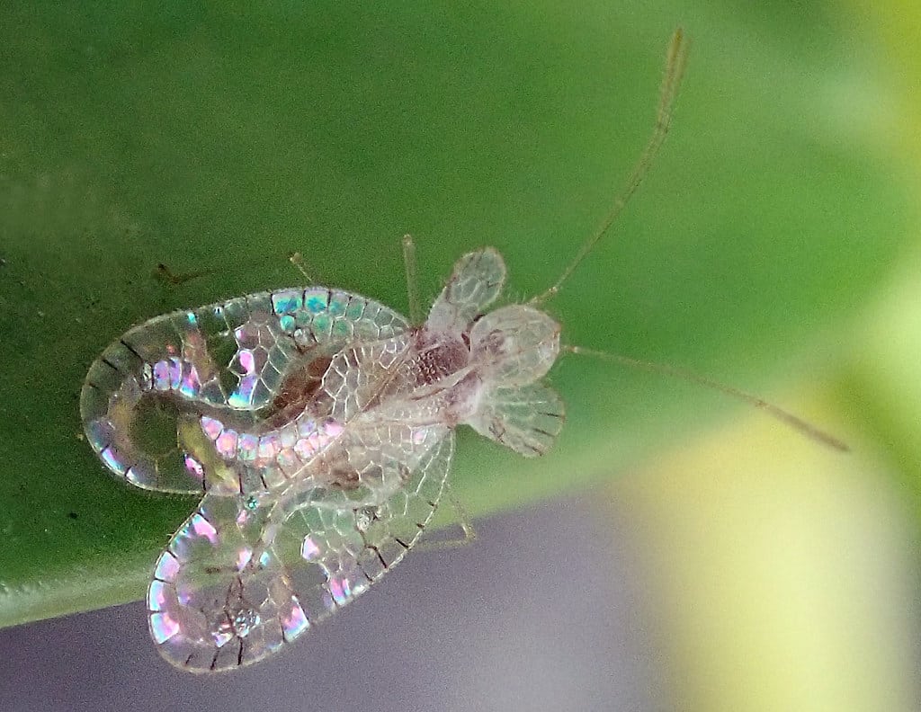 Stephanitis typica: Lace bug (5 mm) Stephanitis typica: Lace bug (5 mm)