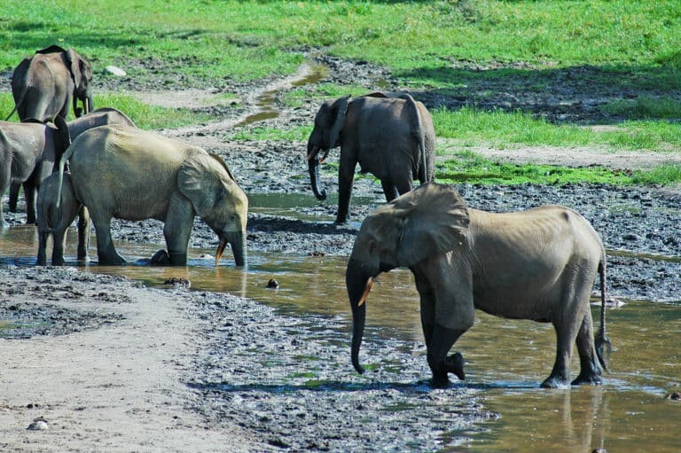 Forest Elephants (Loxodonta cyclotis) in the Dzanga Sangha Reserve, Central African Republic Forest Elephants (Loxodonta cyclotis) in the Dzanga Sangha Reserve, Central African Republic