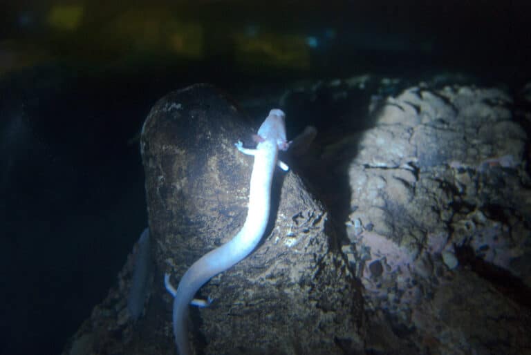 proteus anguinus