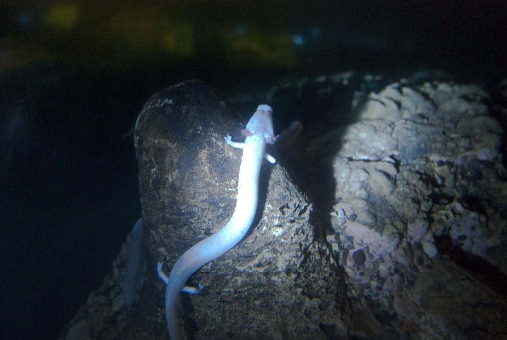 proteus anguinus