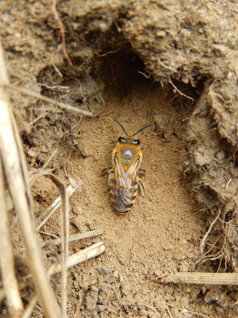 ivy bee colletes hederae gt