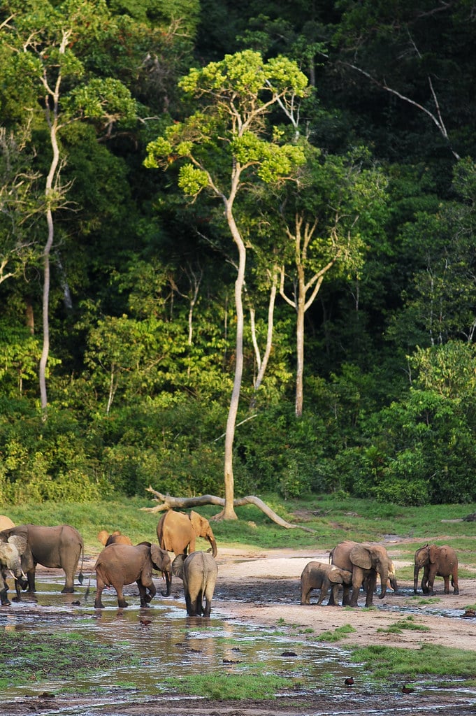 Forest Elephants (Loxodonta cyclotis) in the Dzanga Sangha Reserve, Central African Republic Forest Elephants (Loxodonta cyclotis) in the Dzanga Sangha Reserve, Central African Republic