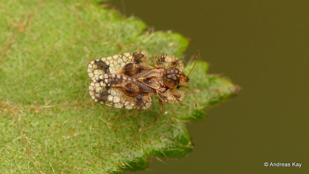 Lace bug, Tingidae Lace bug, Tingidae